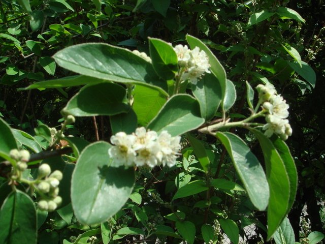 Cotoneaster bacillaris P1E